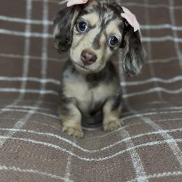 Biscotti - Dapple female Dachshund puppy in Aubrey, Texas from Dollhouse Doxies LLC