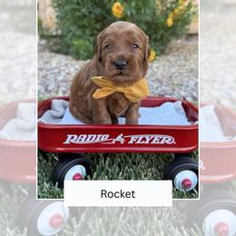 Rocket - Red  male Goldendoodle puppy in Las Vegas, Nevada from Bridges Goldendoodles