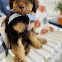 Goldendoodle Puppies from Thompson Creek Doodles