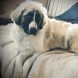 Delilah - Colorado Mountain Dog