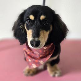 Grim - Dachshund