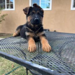 Grey - Black and red female German Shepherd puppy in Sacramento, California from Von Blackwolf German Shepherds