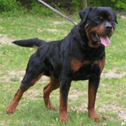 Rottweiler All Grown Up from Vom Wesburg Rottweilers