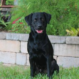 Bagheera - Labrador Retriever