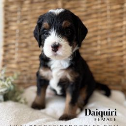 Daiquiri - Tri-color female Bernedoodle puppy in Murrieta, California from Brookside Bernedoodles