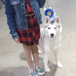 Sapphire - Siberian Husky