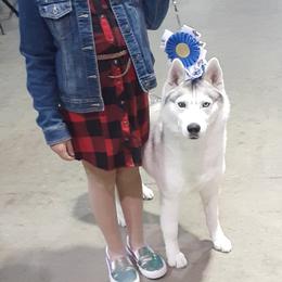 Sapphire - Siberian Husky