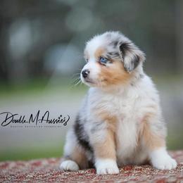 Bluebell - Blue merle female Australian Shepherd puppy in Olivehurst, California from Double M Aussies