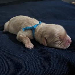 Golden Retriever Puppies from Goldens of Heritage Oaks