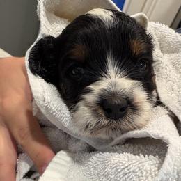 Doc Hudson - Black male Australian Labradoodle puppy in Denton, Texas from Liberty Hill Labradoodles