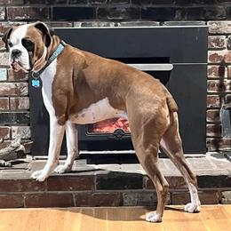 Boxer All Grown Up from Sunshine Boxers 95988