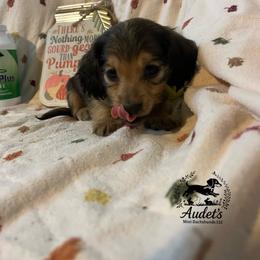 Hugo - Cream male Dachshund puppy in East Dover, Vermont from Audet’s Mini Dachshunds