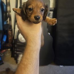 Dachshund Puppies from Pearson Federico