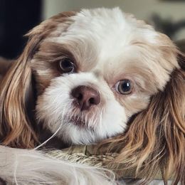 Shih Tzu All Grown Up from Hjo’s Pupdates