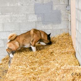 Akita All Grown Up from Firebrand Akitas
