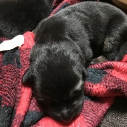 Girl 5 - German Shepherd puppy in Ostrander, Ohio from HVC Kennels-Home of Von Monray Elite German Shepherds