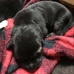 Girl 5 - German Shepherd puppy in Ostrander, Ohio from HVC Kennels-Home of Von Monray Elite German Shepherds