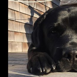 Labrador Retriever Puppies from pinecrest kennels