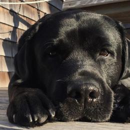 Labrador Retriever Puppies from pinecrest kennels