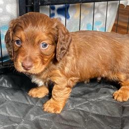 Mousse - Red male Dachshund puppy in Trenton, Florida from Tweenie Weenie Dachshunds