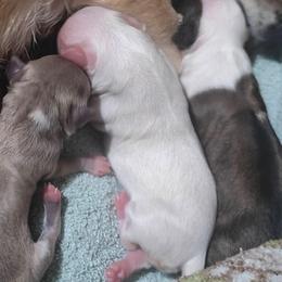 Bless - White female Chihuahua puppy in Gray, Louisiana from Chi Chi's Place LLC
