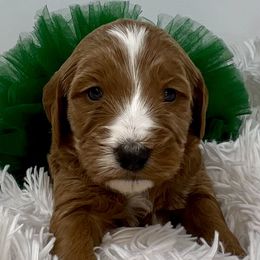 Green Female - Apricot female Goldendoodle puppy in Great Falls, Montana from Montana Goldendoodles