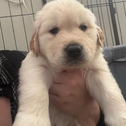 Blue boy - Light golden male Golden Retriever puppy in Menifee, California from Canyon Ridge Goldens