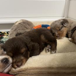 Australian Shepherd Puppies from Dream E River Ranch