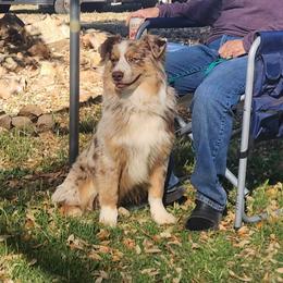 Heff - Red merle male Australian Shepherd puppy in Waddell, Arizona from Winsome Aussies