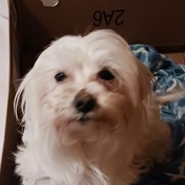 Dusty - Morkie