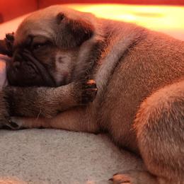Male 1 - Fawn male Pug puppy in Martville, New York from Hug a Pug LLC