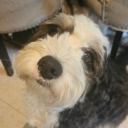 Lucy - Bernedoodle