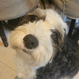 Lucy - Bernedoodle