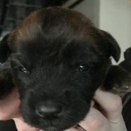 Soft Coated Wheaten Terrier Puppies from Wagging Wheatens