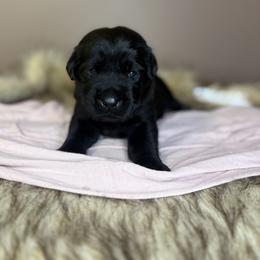Onyx - Black male Labrador Retriever puppy in Rocky Top, Tennessee from Rocky Top Retrievers