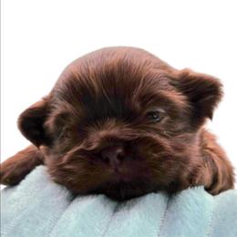 Echo - Liver female Shih Tzu puppy in Richmond, Texas from Aleka Shih Tzu