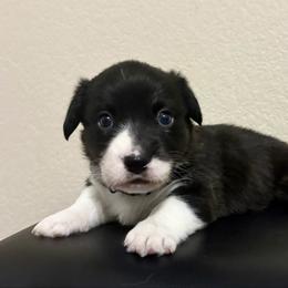 Dove - Black and white female American Corgi puppy in Temple, Texas from Silver Moon Cardigan and American Corgis