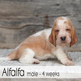 Alfalfa - Red and white male Basset Hound puppy in Jefferson City, Missouri from Triple Hill Farm