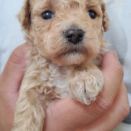 Poodle Puppies from Poodle house CA