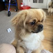 Merida - Tibetan Spaniel