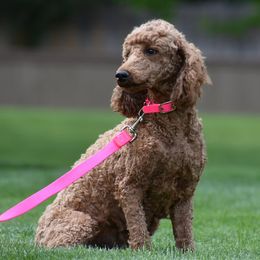Goldendoodles and Poodles from Poodles of Idaho