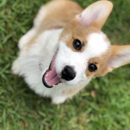 Pembroke Welsh Corgi Puppies from Rockin’ H Corgis