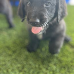 Assorted Doodle Crosses Puppies from Golden Mountain Doodles