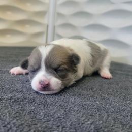 Maple - Sable spotted white female Chihuahua puppy in Downey, Idaho from Seven Diamond Chihuahua's