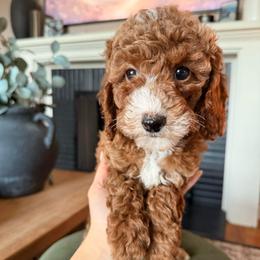 Millie - Red  female Goldendoodle puppy in Sacramento, California from GoldenDoodle Love