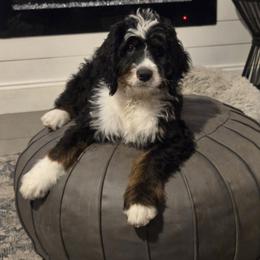 Bradenton - Tri-color male Bernedoodle puppy in Orlando, Florida from Orlando Bernedoodles