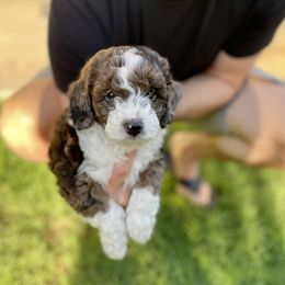 Aussiedoodle Puppies from Aussie Doodles Arizona