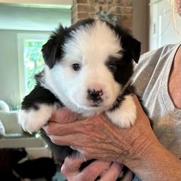 Walker - Black male Toy Australian Shepherd puppy in Bristow, Iowa from Pine Ridge Toy and Mini Aussies