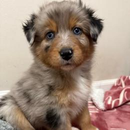 Cinderella - Blue merle female Australian Shepherd puppy in East Hartford, Connecticut from CT Aussies