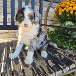 Sophia - Blue merle female Bernedoodle puppy in Holtwood, Pennsylvania from Country Ridge Puppies